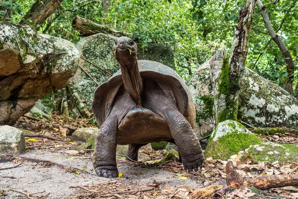 Aldabra giant tortoise, Curieuse Marine National Park, Curieuse, Seychelles — 스톡 사진