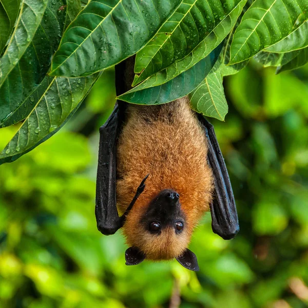 Pipistrello della frutta delle Seychelles o volpe volante Pteropus seychellensis a La Digue, Seychelles — Foto Stock