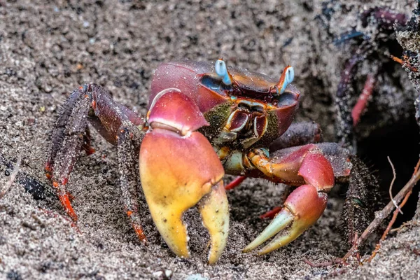 Spider Crab, Neosarmatium meinerti di hutan bakau di Curieuse, Seychelles . — Stok Foto