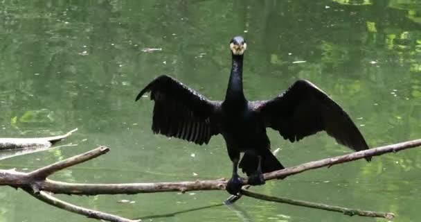 Velký Kormorán Phalacrocorax Carbo Známý Jako Velký Černý Kormorán Napříč — Stock video