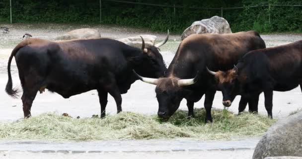 Aurochs Bos Primigenius Taurus Jardim Zoológico Bovinos Domésticos Das Terras — Vídeo de Stock