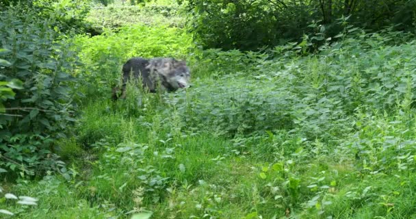 Lobo Canis Lupus También Conocido Como Lobo Gris Lobo Madera — Vídeo de stock