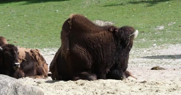 Der Amerikanische Bison Oder Einfach Bison Auch Allgemein Als Amerikanischer — Stockvideo