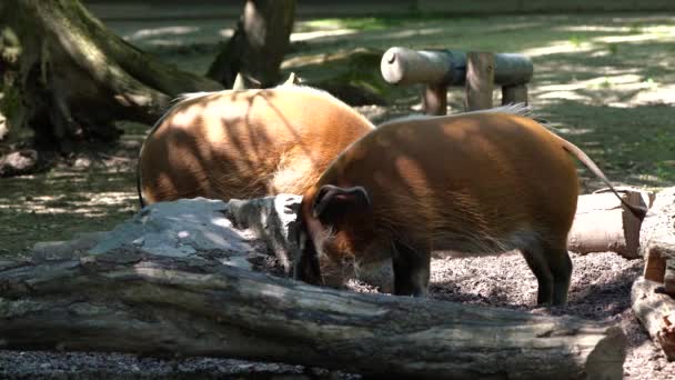 Red river hog, Potamochoerus porcus, also known as the bush pig. This pig has an acute sense of smell to locate food underground. — Stock Footage Red River Hog Potamochoerus Porcus Also Known Bush Pig Pig Video Clip