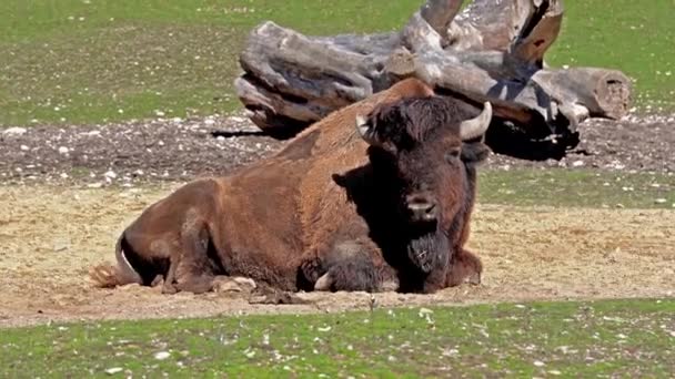 Le bison d'Amérique ou simplement bison, aussi connu sous le nom de buffle d'Amérique ou simplement buffle, est une espèce de bison nord-américaine qui errait autrefois en Amérique du Nord dans de vastes troupeaux.. 