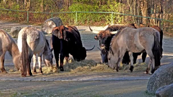 Aurochs Bos Primigenius Taurus Зоопарке Домашний Высокогорный Скот — стоковое видео