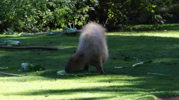 カピバラ Capybara Hydrochoerus Hydrochaeris 現存する世界最大のげっ歯類である 最も近い親戚は アグチ チンチラ コイピラ モルモットです — ストック動画