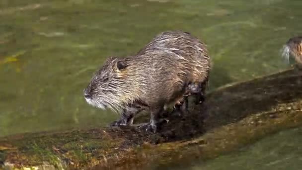 Coypu Myocastor Coypus Известный Речная Крыса Нутрия Крупный Травоядный Полуводный — стоковое видео