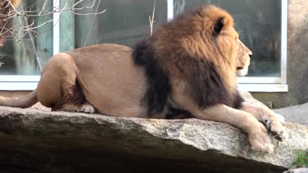 Лев Panthera Leo Является Одним Четырех Больших Кошек Роде Panthera — стоковое видео