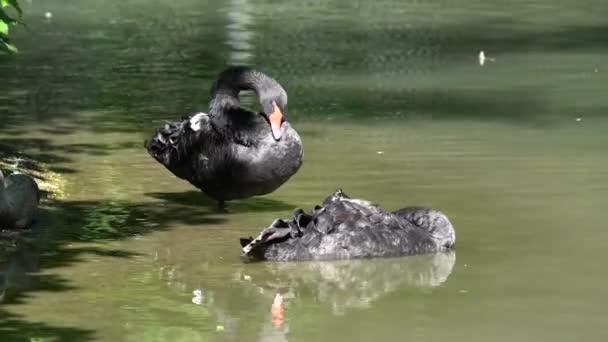 Black Swan Cygnus Atratus Large Waterbird Species Swan Which Breeds — Stock Video