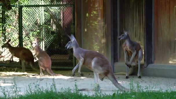 Красный Кенгуру Macropus Rufus Является Крупнейшим Кенгуру Крупнейшим Наземным Млекопитающим — стоковое видео