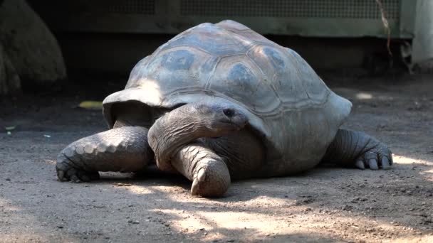 Reuzenschildpad Van Aldabra Aldabrachelys Gigantea Curieuse Eiland Het Gebied Van — Stockvideo