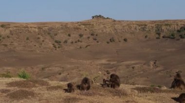 Simien Dağları Ulusal Parkı, Etiyopya, Afrika 'da Gelada maymunları (Theropithecus gelada)