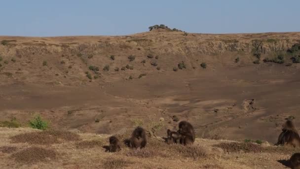 Gelada Apor Theropithecus Gelada Simien Berg Nationalpark Etiopien Afrika — Stockvideo