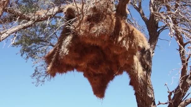 Weaver Bird Ploceidae Nesten Etosha Nationalpark Namibië Afrika — Stockvideo