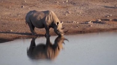 Namibya, Afrika 'daki Etosha Ulusal Parkı' nda kritik tehlike altındaki Siyah Gergedan (Diceros bicornis)