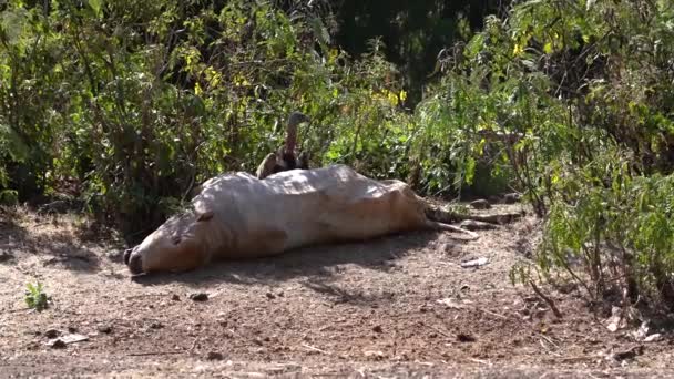 Griffon Vulture Gyps Fulvus Eating Dead Cow Ethiopia Gondar — Stock Video