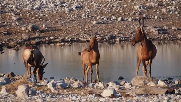 Impala Aepyceros Melampus Parque Nacional Etosha Namíbia África — Vídeo de Stock