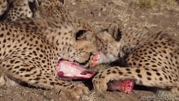 Cheetah Acinonyx Jubatus Inナミビア アフリカ — ストック動画