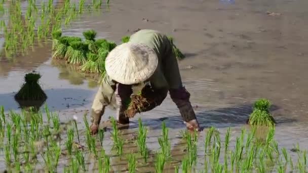 Mieszkańcy Wsi Pracujący Polu Ryżowym Dolinie Champasak Laos — Wideo stockowe