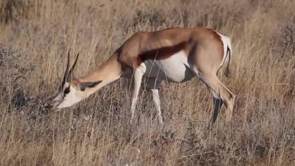 Springbok Antelope Antidorcas Parque Nacional Etosha Namíbia África — Vídeo de Stock