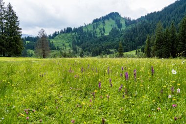 Almanya 'nın Bavyera kentindeki Bad Hindelang çevresindeki manzara