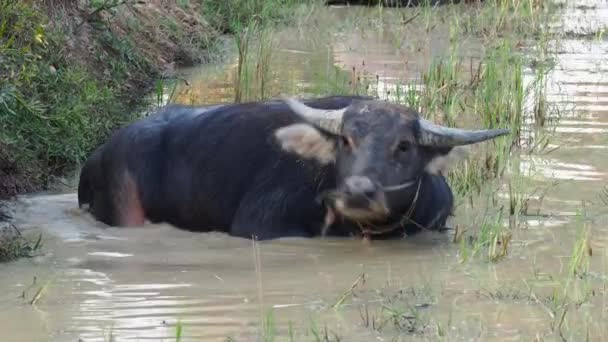 カンボジアのシェムリアップ近くのメコン川の水に野生の水牛 アジア — ストック動画