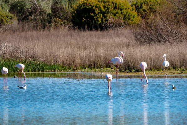 Flamingos Maiores na Lagoa Fuente de Piedra, Andaluzia, Espanha — Fotografia de Stock