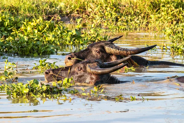 Southeast Asian Buffalo in the water. Seen in Pegu, Myanmar — Stock Photo, Image