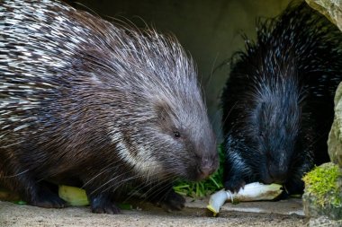 Hint oklu kirpi, Alman bir hayvanat bahçesi Hystrix indica