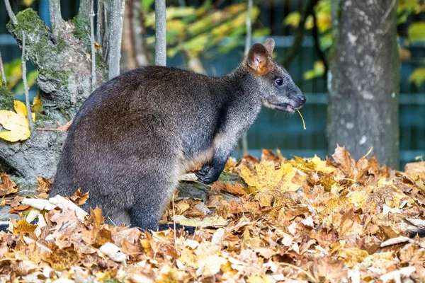 Bagno Wallaby, Wallabia bicolor, jest jednym z mniejszych kangury — Zdjęcie stockowe
