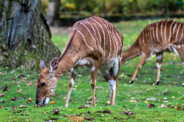 Nyala Antelope - Tragelaphus angasii (em inglês). Vida selvagem animal . — Fotografia de Stock