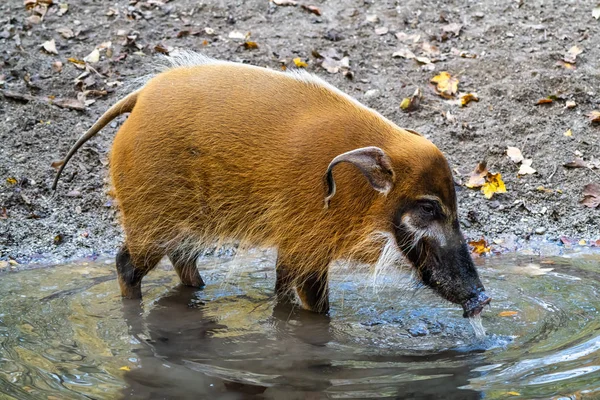 Porco-do-rio-vermelho, Potamochoerus porcus, também conhecido como porco-do-mato . — Fotografia de Stock