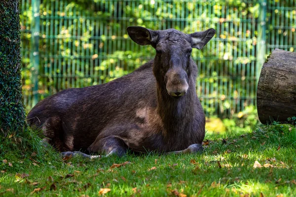 Europese Moose, Alces alces, ook bekend als de elandtest — Stockfoto