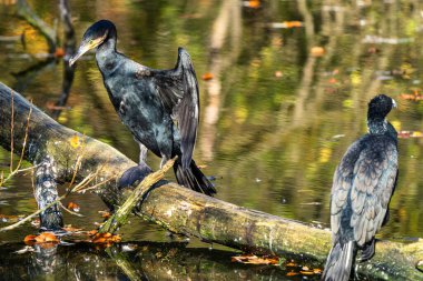 Büyük karabatak, Phalacrocorax karbonhidrat bir dala oturmuş