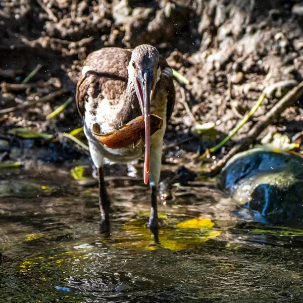 Glänzender Ibis, Plegadis falcinellus, der einen Fisch frisst — Stockfoto