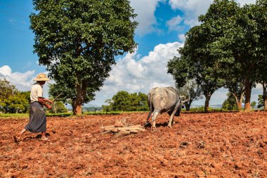 Myanmar 'ın merkezindeki tarlalar Inle Gölü' nün kuzeybatısında, Pindaya yakınlarında.