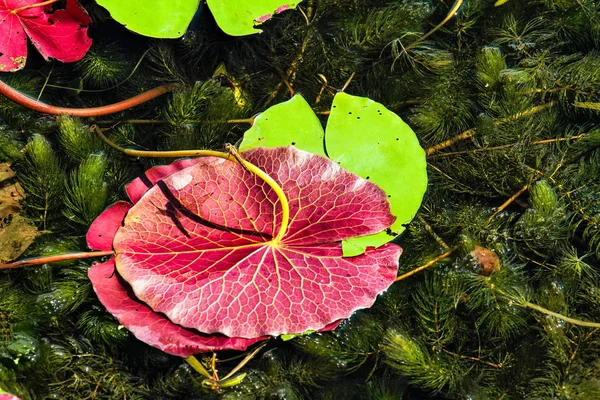 Lotusplantage am inle lake in myanmar, ehemals burma — Stockfoto