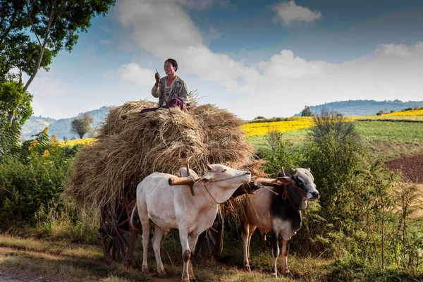 ミャンマー・ピンドヤ2019年11月8日:ピンドヤ近郊で働くミャンマー人 — ストック写真