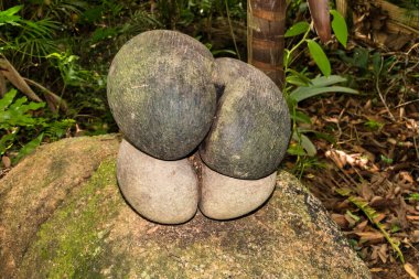 Coco de mer, Lodoicea maldivica Fond Ferdinand, Praslin Adası, Seyşeller