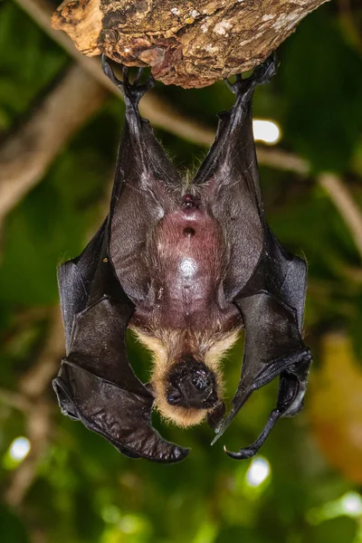 Seychelles fruit bat or flying fox Pteropus seychellensis at La Digue,Seychelles