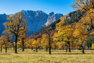 akçaağaç, Ahornboden, Karwendel'de Dağları, Tyrol, Avusturya