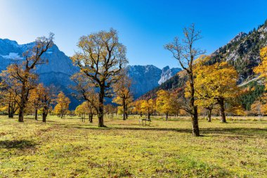 akçaağaç, Ahornboden, Karwendel'de Dağları, Tyrol, Avusturya