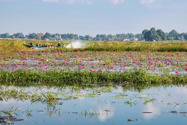 Lac Inle, Myanmar - 09 nov. 2019 : Plantation de lotus sur le lac Inle au Myanmar — Photo