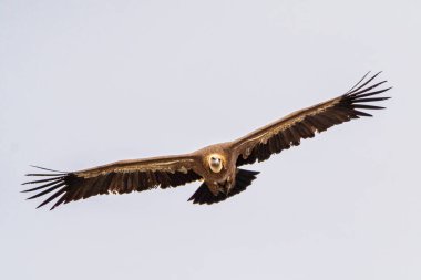Griffon vulture, Gyps fulvus flying around Salto del Gitano in Monfrague National Park. Caceres, Extremadura, Spain. clipart