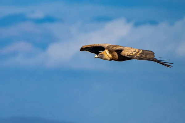 Griffon Abutre Gyps Fulvus Voando Redor Salto Del Gitano Parque — Fotografia de Stock