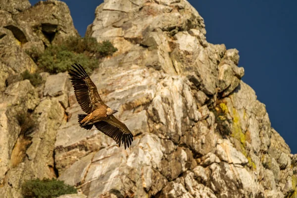 stock image Griffon vulture, Gyps fulvus flying around Salto del Gitano in Monfrague National Park. Caceres, Extremadura, Spain.