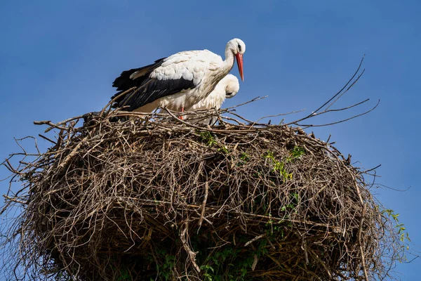 西班牙安达卢西亚Jerez Frontera的White Stork Ciconia Ciconia — 图库照片