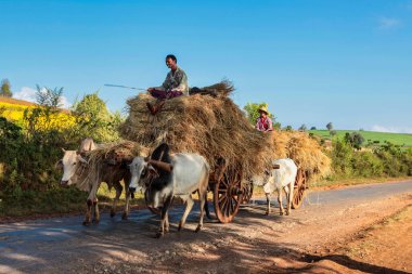 Pindaya, Myanmar - 08 Kasım 2019: Heho 'dan Pindaya, Asya' ya giden yolda çalışan Myanmar çalışanları