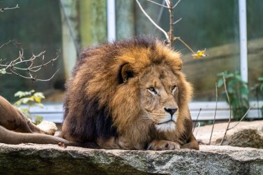 Aslan, Panthera leo, Panthera cinsindeki dört büyük kediden biridir ve Felidae familyasının bir üyesidir..